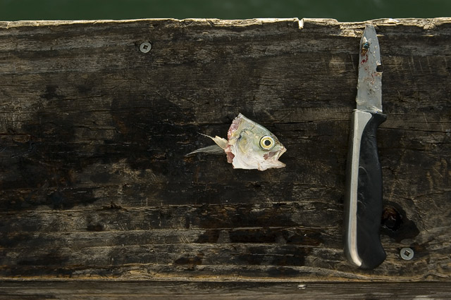 Fish Bait